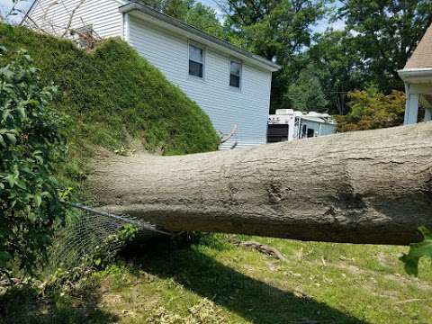 Big Timber Tree Service LLC Big Timber Tree Service LLC